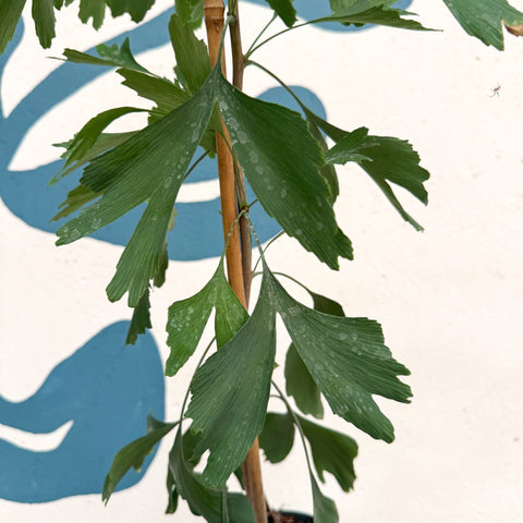 Ginkgo biloba - Maidenhair Tree - Sprouts of Bristol