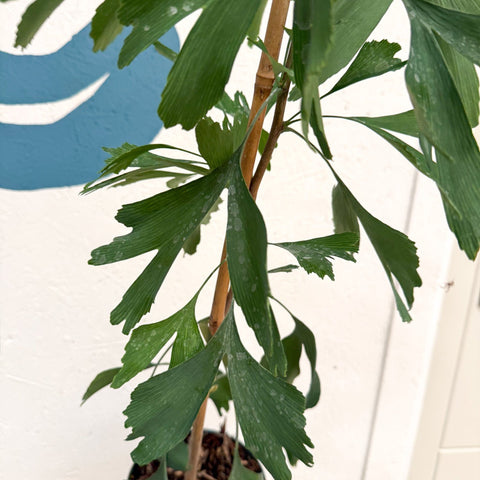 Ginkgo biloba - Maidenhair Tree - Sprouts of Bristol
