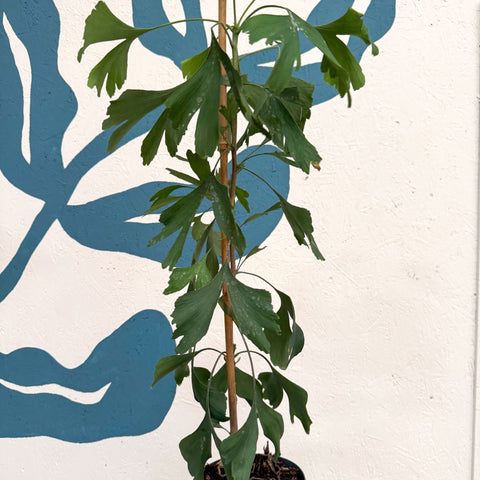 Ginkgo biloba - Maidenhair Tree - Sprouts of Bristol