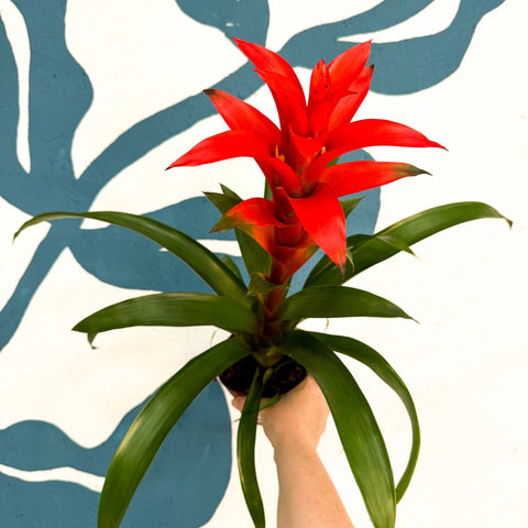 Guzmania 'Allure' - Sprouts of Bristol