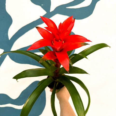 Guzmania 'Allure' - Sprouts of Bristol