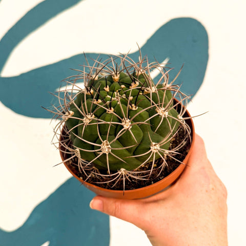 Gymnocalycium saglionis – Giant Chin Cactus - Sprouts of Bristol