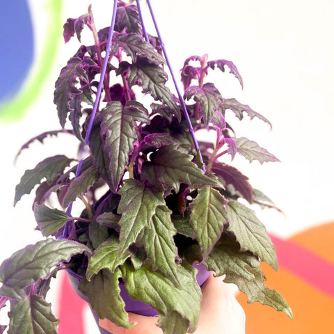Gynura aurantiaca - Purple Passion Vine - Sprouts of Bristol