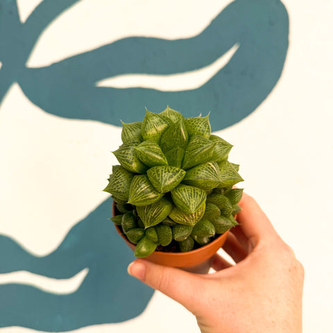 Haworthia comptoniana Hybrid – Window Succulent - Sprouts of Bristol