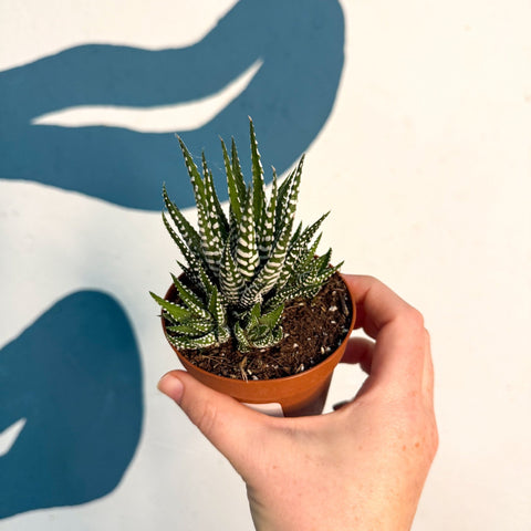 Haworthia fasciata ‘Big Band’ – Big Band Zebra Plant - Sprouts of Bristol