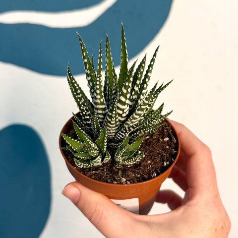 Haworthia fasciata ‘Big Band’ – Big Band Zebra Plant - Sprouts of Bristol