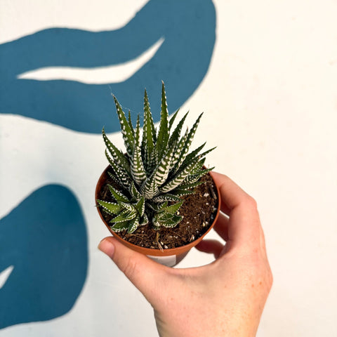 Haworthia fasciata ‘Big Band’ – Big Band Zebra Plant - Sprouts of Bristol