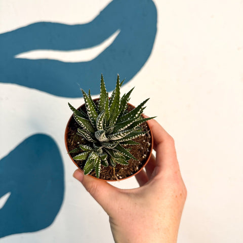 Haworthia fasciata ‘Big Band’ – Big Band Zebra Plant - Sprouts of Bristol