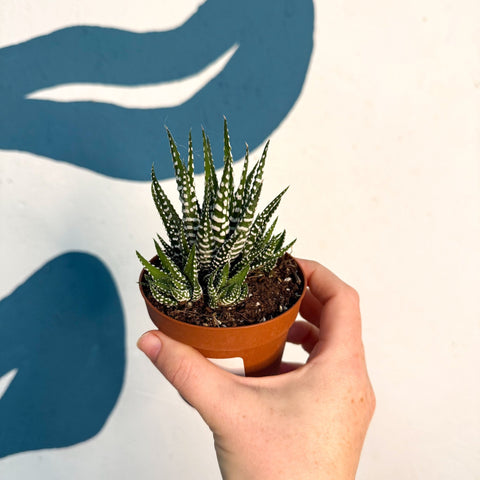 Haworthia fasciata ‘Big Band’ – Big Band Zebra Plant - Sprouts of Bristol