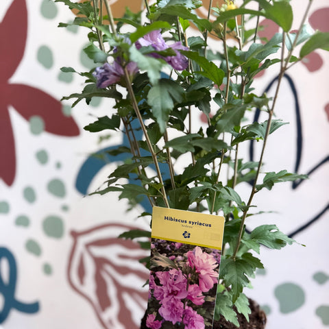 Hibiscus syriacus ‘Ardens’ - Rose of Sharon - Sprouts of Bristol