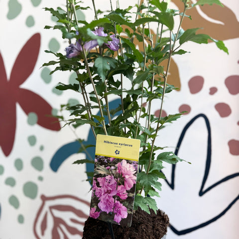 Hibiscus syriacus ‘Ardens’ - Rose of Sharon - Sprouts of Bristol