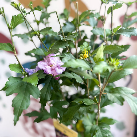 Hibiscus syriacus ‘Ardens’ - Rose of Sharon - Sprouts of Bristol