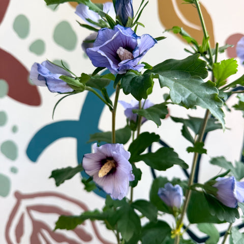 Hibiscus syriacus ‘Marina’ - Rose of Sharon - Sprouts of Bristol