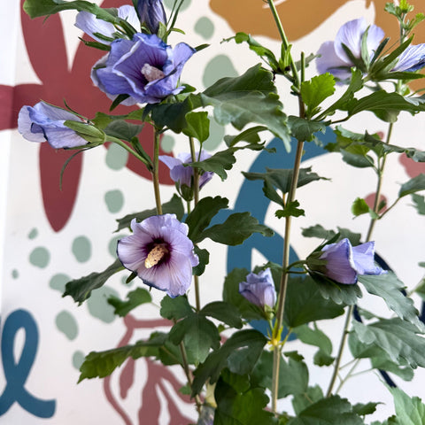 Hibiscus syriacus ‘Marina’ - Rose of Sharon - Sprouts of Bristol