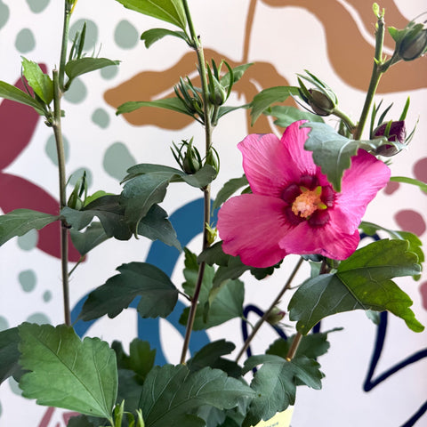 Hibiscus syriacus 'Woodbridge' - Rose of Sharon - Sprouts of Bristol