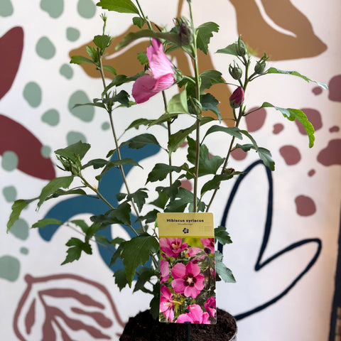 Hibiscus syriacus 'Woodbridge' - Rose of Sharon - Sprouts of Bristol