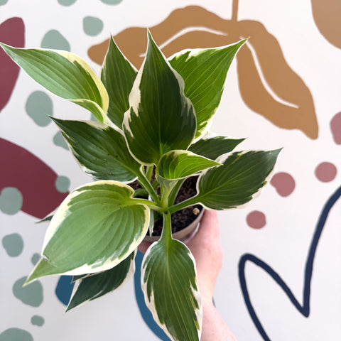 Hosta 'Patriot' - Plantain Lily - Sprouts of Bristol