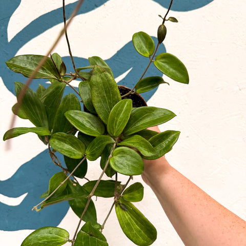Hoya sp. UT208 - Sprouts of Bristol