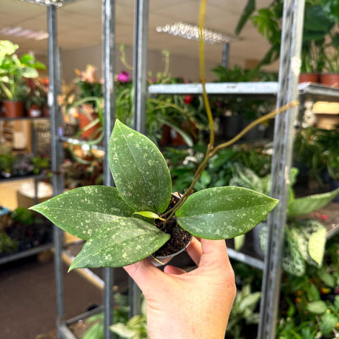 Hoya verticillata (wibergiae) IML 1618 - Sprouts of Bristol