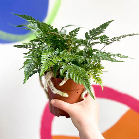 Humata tyermannii - Rabbit Foot Fern - Sprouts of Bristol