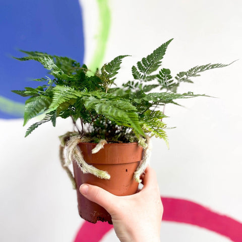 Humata tyermannii - Rabbit Foot Fern - Sprouts of Bristol
