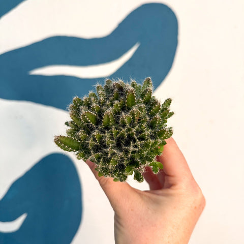 Hylocereus undatus – Dragon Fruit Cactus - Sprouts of Bristol