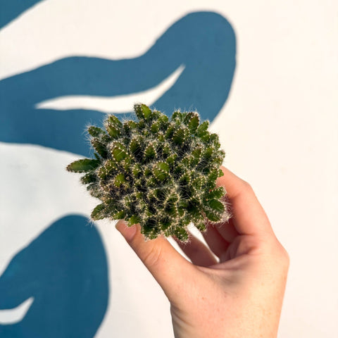 Hylocereus undatus – Dragon Fruit Cactus - Sprouts of Bristol