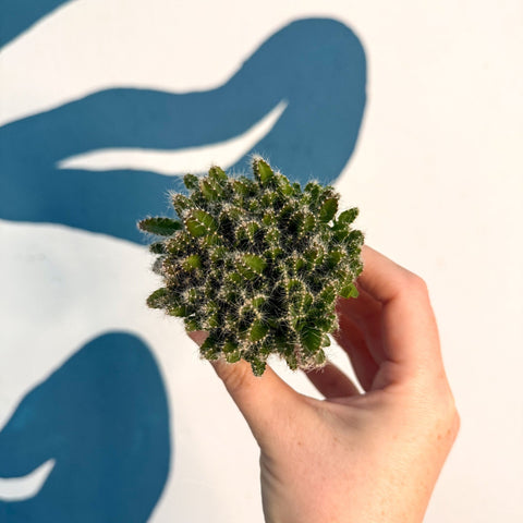 Hylocereus undatus – Dragon Fruit Cactus - Sprouts of Bristol