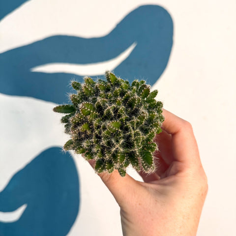 Hylocereus undatus – Dragon Fruit Cactus - Sprouts of Bristol