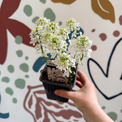 Iberis sempervirens ‘Snowcone’ - Candytuft - British Grown Evergreen Perennial Alpine - Sprouts of Bristol