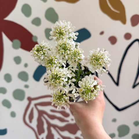 Iberis sempervirens ‘Snowcone’ - Candytuft - British Grown Evergreen Perennial Alpine - Sprouts of Bristol