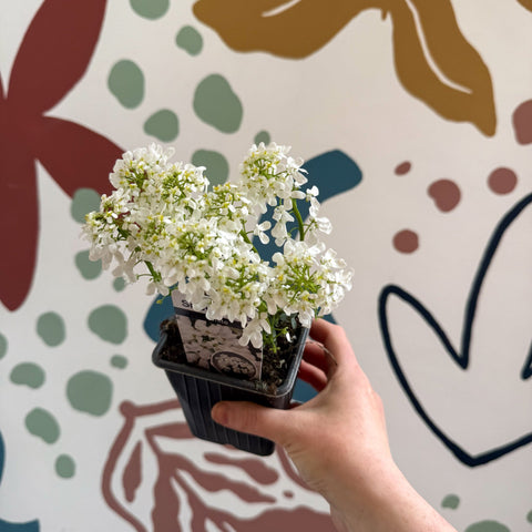Iberis sempervirens ‘Snowcone’ - Candytuft - British Grown Evergreen Perennial Alpine - Sprouts of Bristol