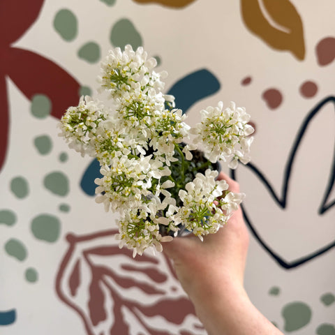 Iberis sempervirens ‘Snowcone’ - Candytuft - British Grown Evergreen Perennial Alpine - Sprouts of Bristol