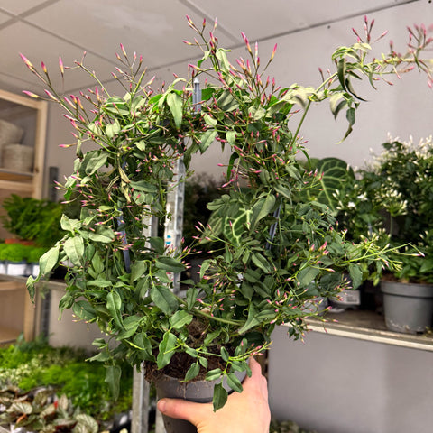 Jasminum polyanthum ‘Passion’ – Dark Pink Bud Jasmine - Sprouts of Bristol