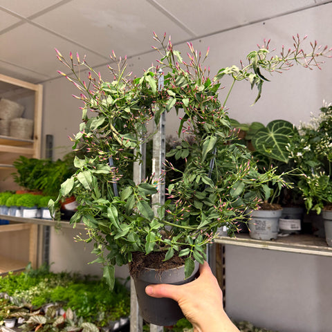 Jasminum polyanthum ‘Passion’ – Dark Pink Bud Jasmine - Sprouts of Bristol