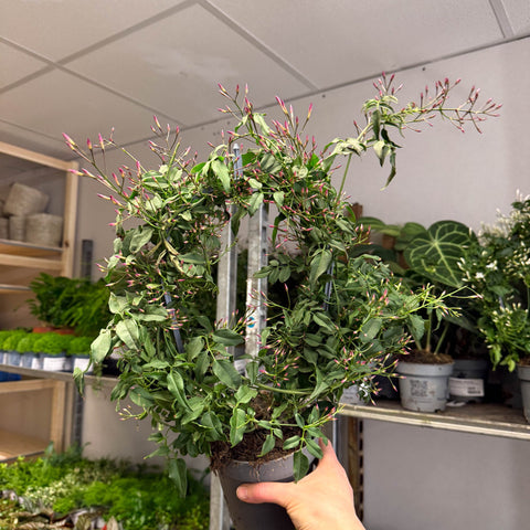 Jasminum polyanthum ‘Passion’ – Dark Pink Bud Jasmine - Sprouts of Bristol