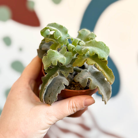 Kalanchoe beharensis 'Maltese Cross' - Sprouts of Bristol
