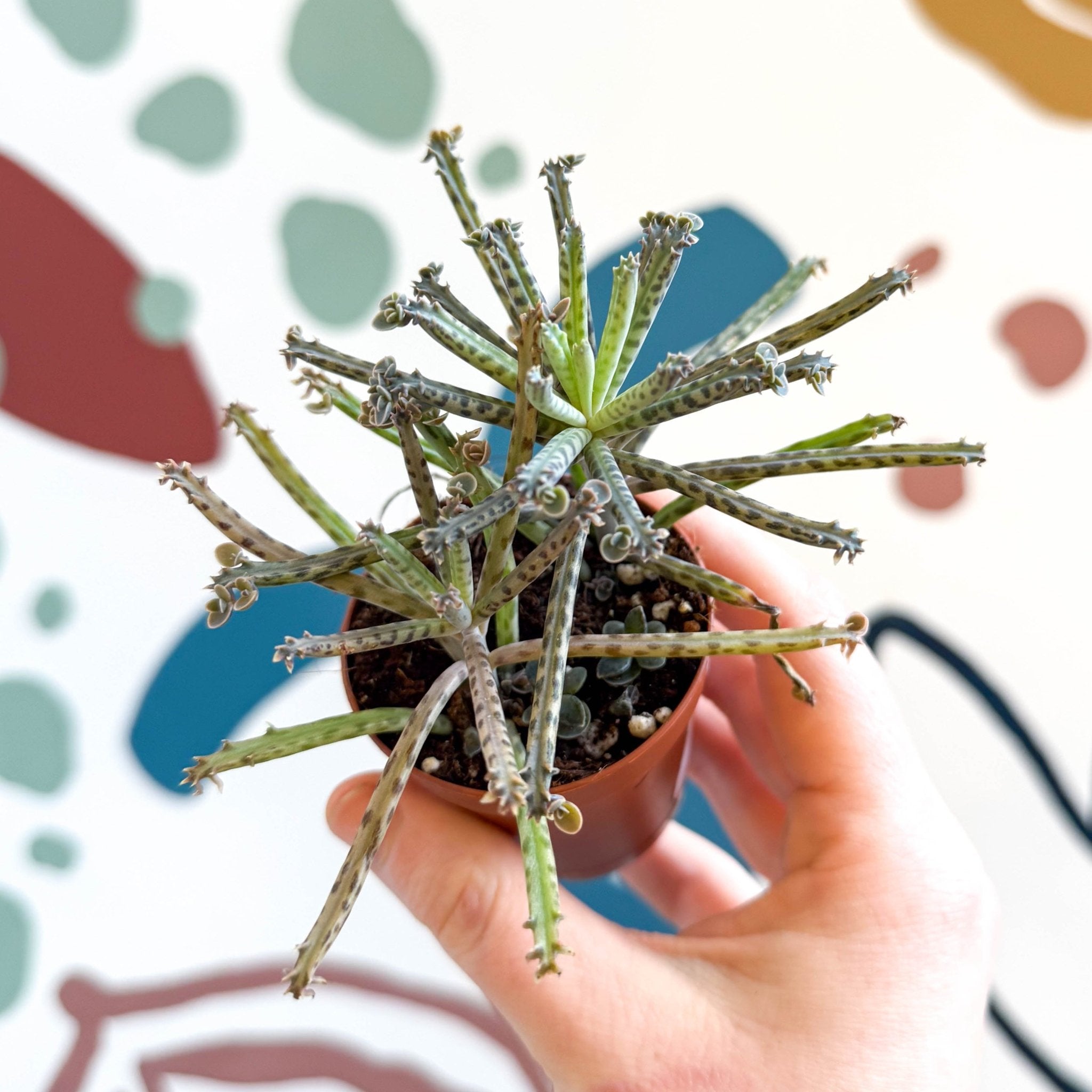 chandelier succulent near me Kalanchoe delagoensis – Chandelier Plant – Sprouts of Bristol