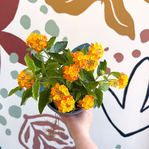Lantana camara ‘Bandana Orange Sunrise’ - Shrub Verbena - British Grown - Sprouts of Bristol