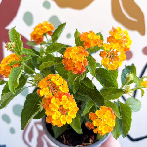 Lantana camara ‘Bandana Orange Sunrise’ - Shrub Verbena - British Grown - Sprouts of Bristol