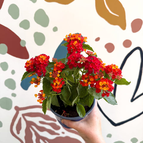 Lantana camara ‘Bandana Red’ - Shrub Verbena - British Grown - Sprouts of Bristol