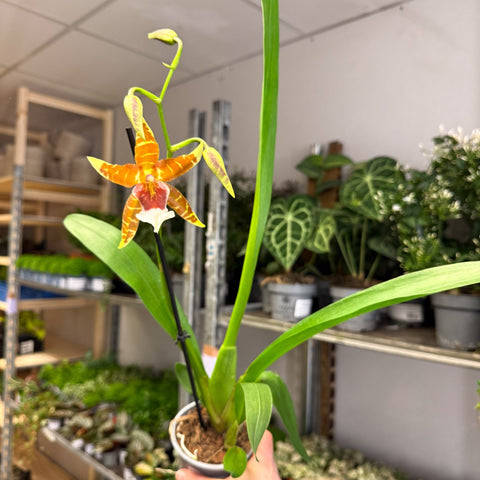 Large - Flowered Copper - Striped Cambria Orchid (Odontoglossum - Type) - Sprouts of Bristol