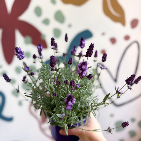 Lavandula angustifolia 'Valence Deep Violet' - English Lavender - Sprouts of Bristol