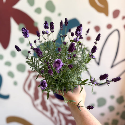 Lavandula angustifolia 'Valence Deep Violet' - English Lavender - Sprouts of Bristol