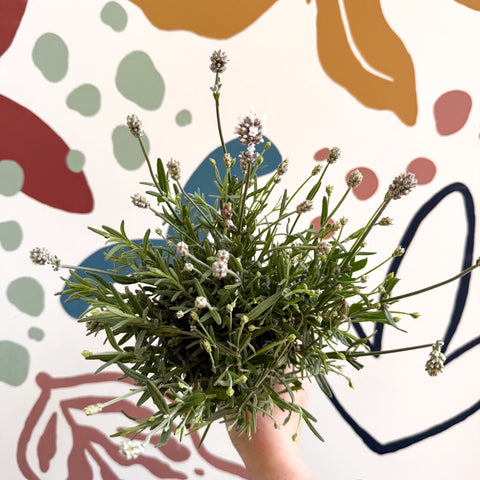 Lavandula angustifolia ‘Vincenza White’ - White English Lavender - Sprouts of Bristol