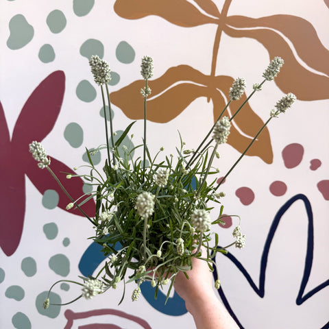 Lavandula × intermedia 'Edelweiss' - White English Lavender - Sprouts of Bristol
