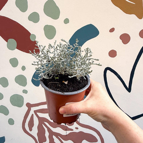 Leucophyta brownii 'Whimsy Silver' - Cushion Bush - Sprouts of Bristol