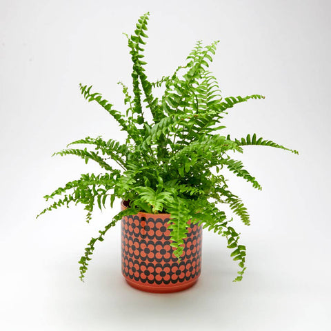 Magpie x Hornsea Medium Planty – Repeat Flower Plant Pot - Sprouts of Bristol