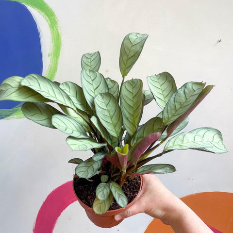Maranta leuconeura 'Amabilis Amagris' - Fishbone Prayer Plant - Sprouts of Bristol