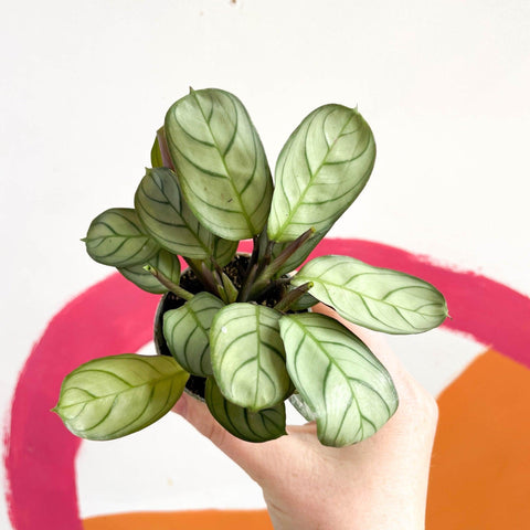 Maranta leuconeura 'Amabilis Amagris' - Fishbone Prayer Plant - Sprouts of Bristol